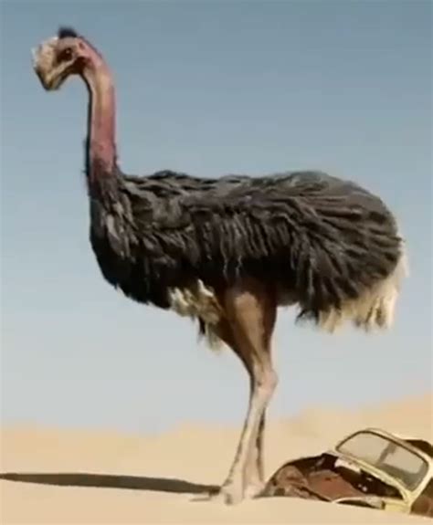 Ostrich Jumanji