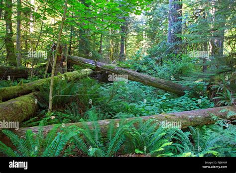 Lying Deadwood Canada Vancouver Island Cathedral Grove Rainforest