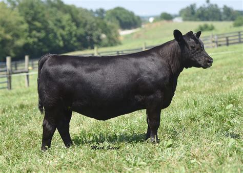 Boyd Beef Cattle Elite Angus Female Sale The Pulse
