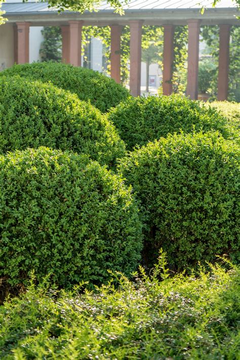 Boxwood Shrubs For Your Landscape