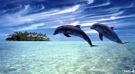 Delfines Imagenes Hermosa Fotografia De Delfines Saltando Sobre El