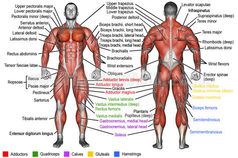 Back Muscle Names 1