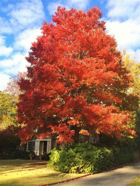 The Best Fast Growing Shade Trees For Your Yard