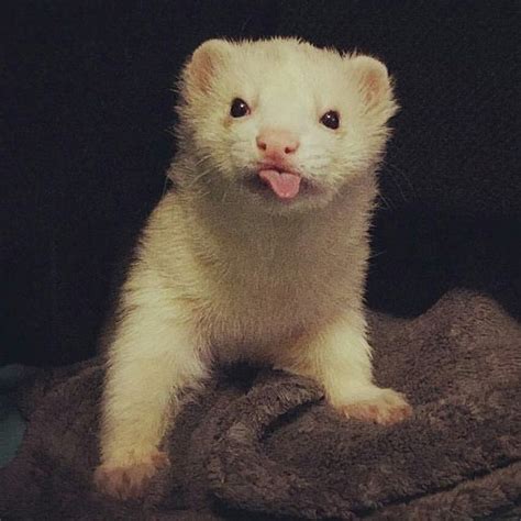 Pin By Chiyo On Ferret Baby Ferrets Funny Ferrets Pet Ferret