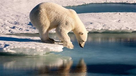 Océano glacial Ártico características clima fauna y amenazas