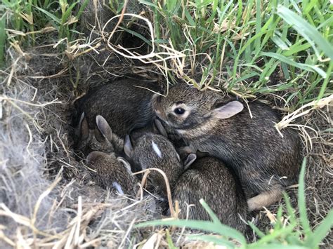 Rabbit Nest In My Backyard Aww