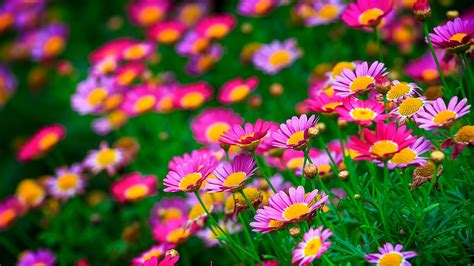 Wallpaper X Px Nature Pink Flowers X Wallhaven Hd Wallpapers