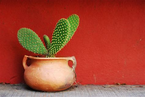Cute Cactus Desktop Wallpapers Top Free Cute Cactus Desktop