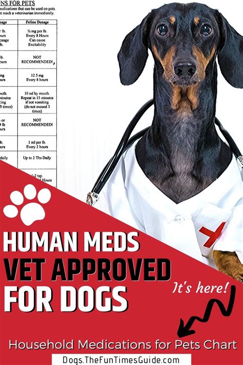 A List Of Human Meds Dogs Can Take