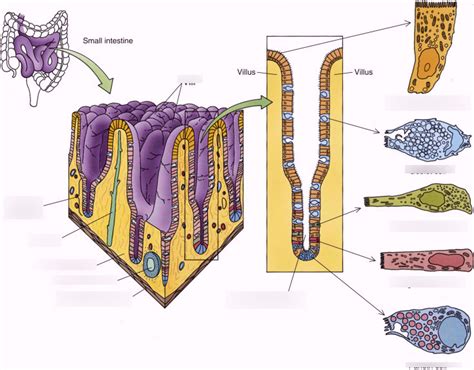 HISTOLOGY OF DUODENUM Diagram Quizlet