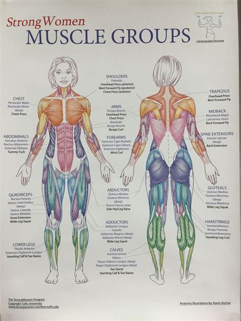 Muscles that move the pectoral girdle red. Pin by Yury Romero on Massage Ahhhh | Body muscle anatomy ...