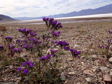 Life Blooms In Death Valley As Desert Turns Into Oasis Of Flowers