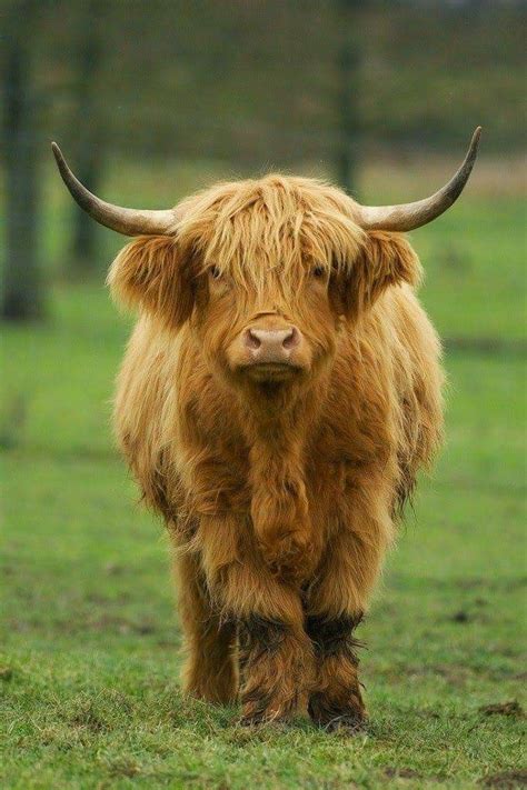 Scottish Highland Cattle Cute Cows Fluffy Cows Animals