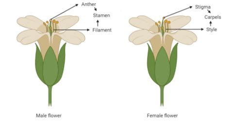 A Dioecious Plant Hasa Bisexual Flowersb Either Male Or Female