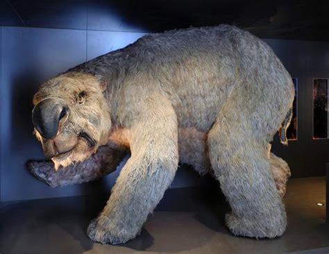 Veterinary Info Diprotodon Biggest Marsupial Ever In History