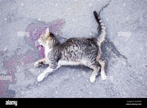 Dead Cat High Resolution Stock Photography And Images Alamy