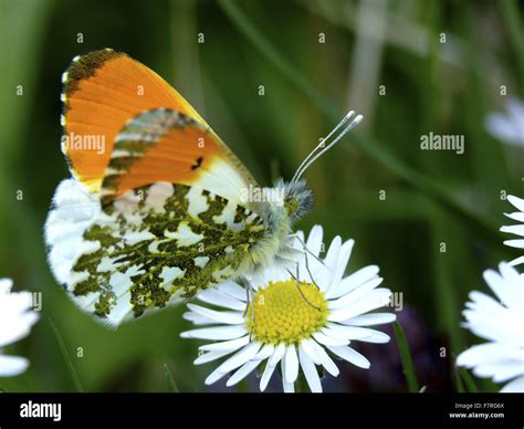 Orange Tip Butterfly Male On Daisy Flower Stock Photo Alamy