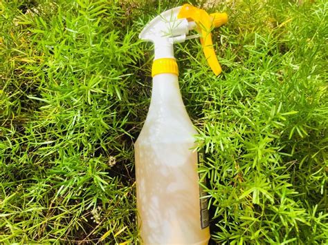 Tansy can make a fantastic addition to your pest deterrent spray, particularly if you have ants, beetles, flies, squash bugs, or cutworms making an unwelcome home in your garden. Homemade Garden Insect Repellent - Plant Instructions