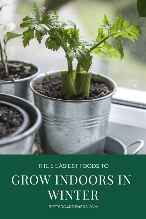 5 Easiest Foods To Grow Indoors In Winter Better Gardeners Guide