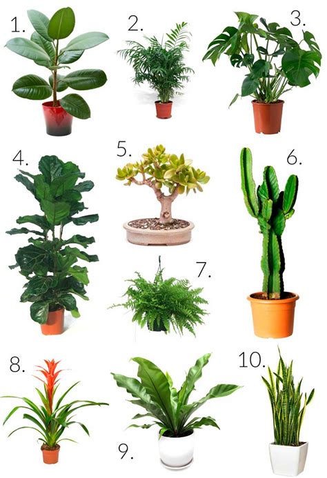 Si quieres, puedes agregar plantas y macetas pero siempre a altura para. Inspiraciones para decorar con plantas de interior