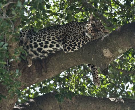 Relaxed Leopard Panthera Pardus Pardus Relaxing In A Tree Flickr