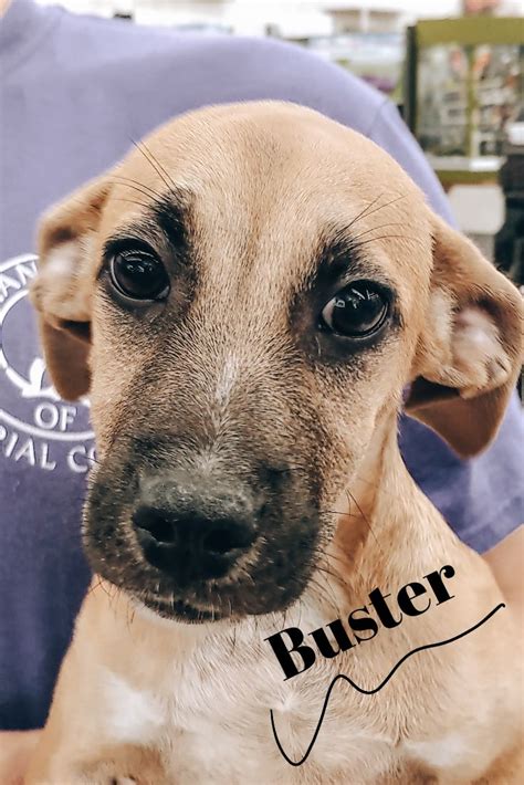 Free pet dog adoption near me. Meet Buster!! | Small dog adoption, Sick pets, Animal ...