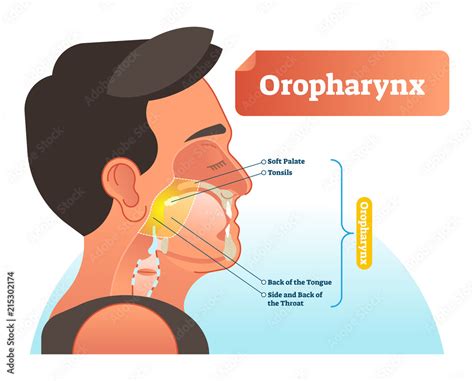 Oropharynx Vector Illustration Anatomical Labeled Scheme With Human
