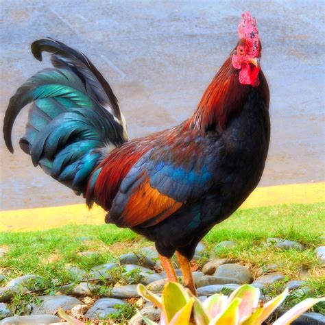 Beautiful Wild Rooster In Kauai Pet Chickens Farm Animals Animals