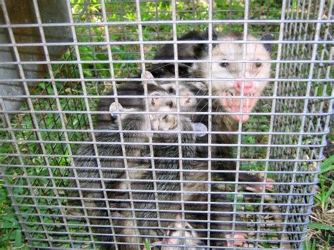 Opossum Humane Wildlife Removal