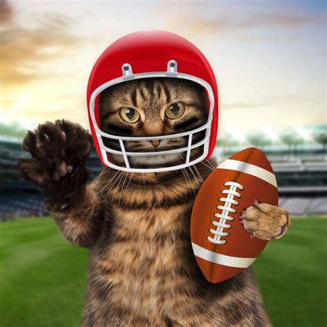 Funny Cat Playing American Football Canvas Wall Art I Funny Etsy