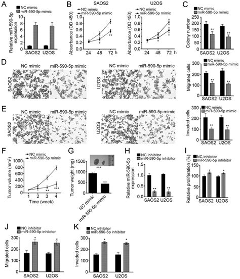 mir‑590‑5p suppresses osteosarcoma cell proliferation and invasion via targeting klf5
