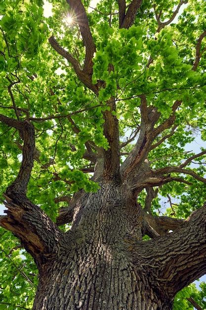 Premium Photo Very Big Oak Tree Seen From Below The Canopy