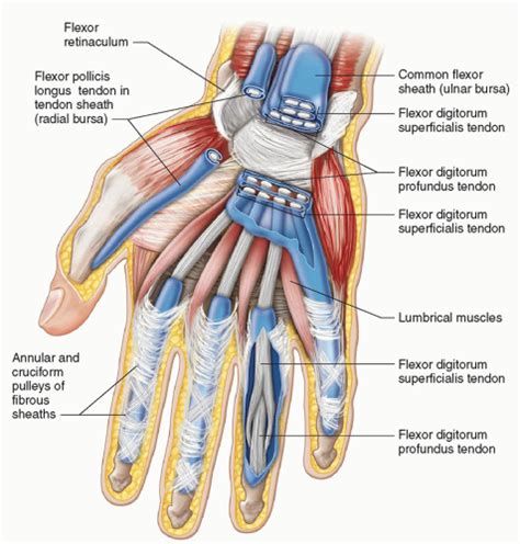 Hand And Wrist Radiology Key