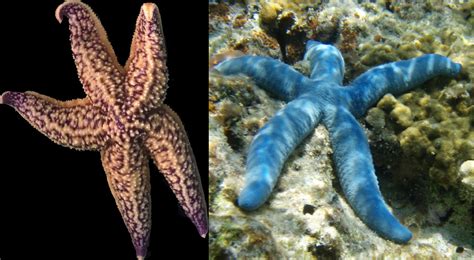 Northern Pacific Sea Star And The Blue Starfish Okinawa Institute Of