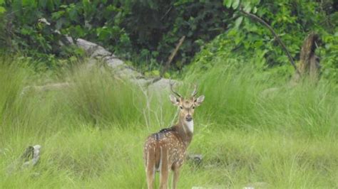 Raimona Becomes Assams Sixth National Park The Hindu