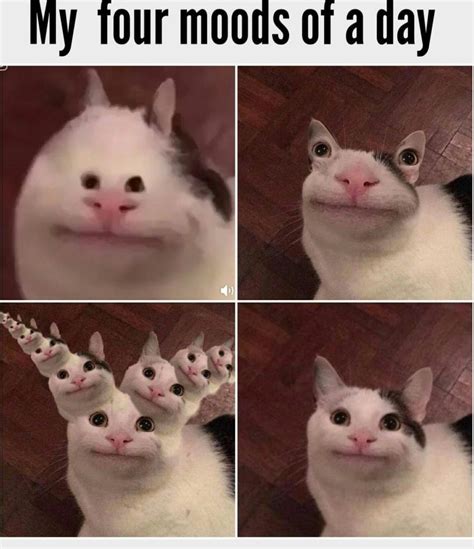 Clean Cat Memes Funny Cat Memes Dank Cat Memes Clean Cat Memes