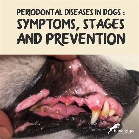 Periodontal Diseases In Dogs Symptoms Stages And Prevention