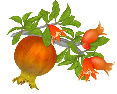 Pomegranate Png Transparent Image Download Size 1801x1443px