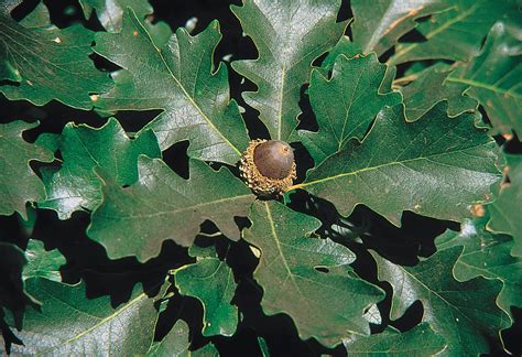 Bur Oak Casey Trees