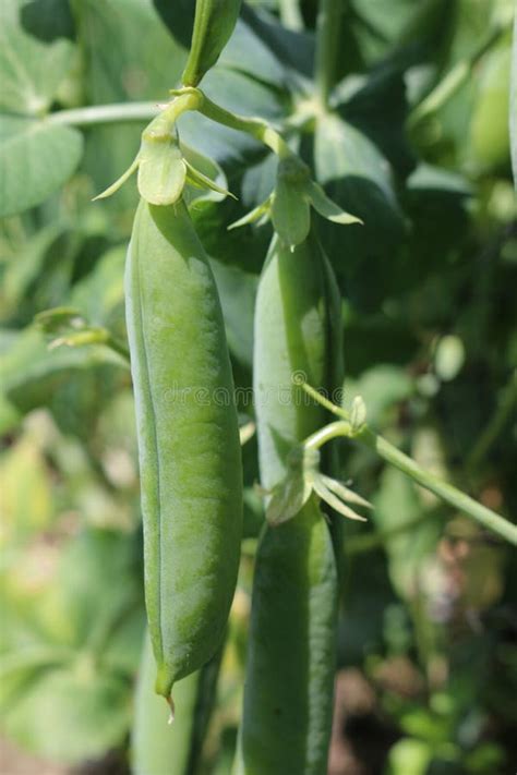 Pea Pods Growing On Vine Stock Image Image Of Growing 15217761