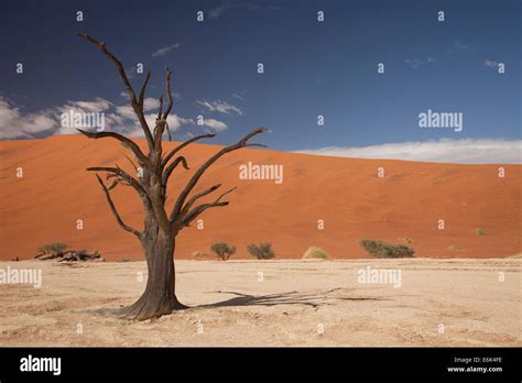 Dead Tree In The Dead Vlei Desert Namib Naukluft National Park