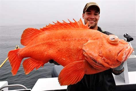 Igfa Catches All Tackle Line Class Length And Junior Record Fish