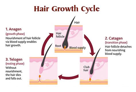 Hair Biology Dy Dermatology Center