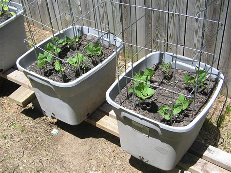 Growing Pole Beans In Containers Container Gardening