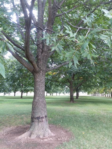 These Pecan trees were spliced with hickory bottoms when they were saplings so that the roots 