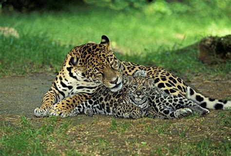 Jaguar Panthera Onca Mother With Cub Laying Stock Image Image Of