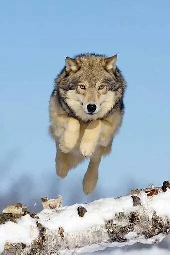 Free Download Mid Air Running Wolf Iphone Wallpaper Iphone Wallpaper