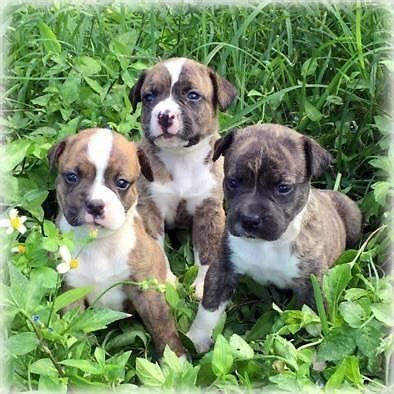 Puppyfinder.com is your source for finding an ideal american bulldog puppy for sale in usa. Real Johnson's American Bulldog Puppies for Sale in Miami ...