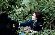 Gorillas im Nebel: DVD oder Blu-ray leihen - VIDEOBUSTER