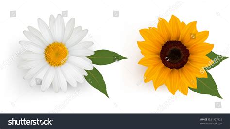 Beautiful Daisy Sunflower Leaves Vector Stock Vector Royalty Free